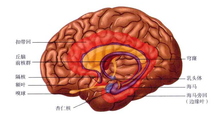 河南商丘兒童心理健康測試儀廠(chǎng)家介紹學(xué)齡前的小朋友記憶力為什么這么差?